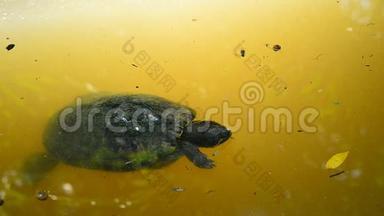 海龟在游泳。